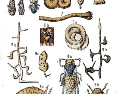 Viteus vitifoliae
